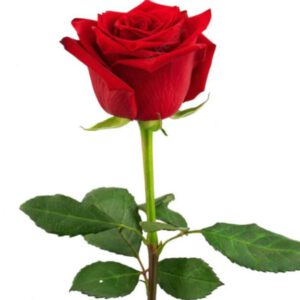 Servicio especial para mujeres olvidadas full cariño y atención